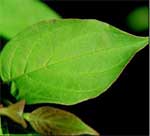 Dogwood+leaves